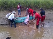 DOS DELFINES ROSADOS FUERON RESCATADOS EN ARAUCA