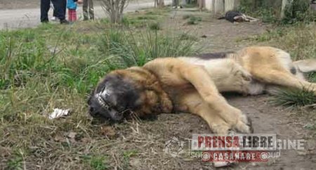 ENVENENAMIENTO MASIVO DE MASCOTAS DENUNCIAN HABITANTES DEL BARRIO MARÍA MILENA DE YOPAL