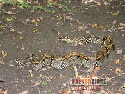 CAR Y CORPORINOQUIA LIBERARON FAUNA SILVESTRE EN AGUAZUL