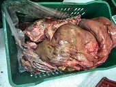 Media tonelada de carne de res en estado de descomposición fue incautada en Yopal