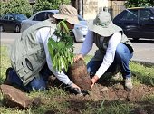 En Villanueva se celebrará Día del Medio Ambiente con siembra de árboles