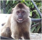 Corporinoquia analiza situación de los monos araguatos en área afectada por brote de Fiebre Amarilla en Maní
