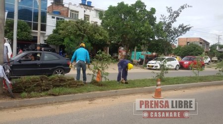 El Idury realiza embellecimiento del separador de la calle 40 de Yopal