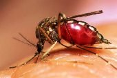 Dengue, evento más reportado en la última semana Epidemiológica