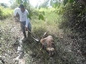 Denuncia por sacrificio ilegal de chigüiros en San Luís de Palenque atendió Corporinoquia