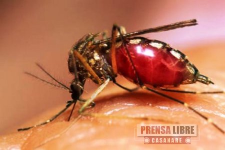 Dengue, evento más reportado en la última semana Epidemiológica