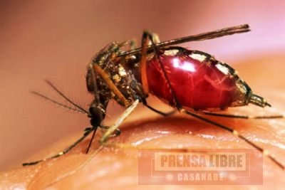 El dengue sigue siendo el evento de interés en salud pública de mayor notificación en Casanare