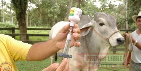 10 de diciembre vence plazo  para  vacunación contra fiebre aftosa y brucelosis bovina