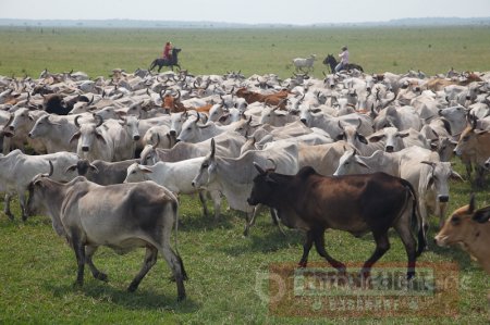 Asamblea avaló declaratoria del ganado criollo casanareño como patrimonio genético 