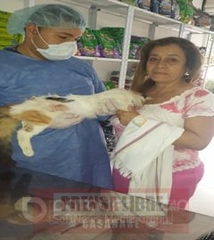 Masiva esterilización de mascotas en la Comuna V de Yopal