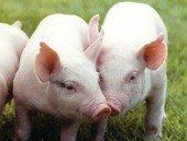 Porcicultores de Paz de Ariporo producirán más limpio