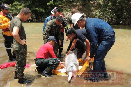 Corporinoquia rescató 2 toninas en Arauca
