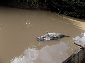 Corporinoquia corroboró muerte de peces en la vereda Lagunitas de Trinidad por fumigaciones arroceras