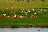 Instituto Humboldt declaró a Orocué como área Importante para la Conservación de Aves