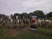 En Hato Corozal Ejército recuperó 10 bovinos hurtados en el mes de mayo