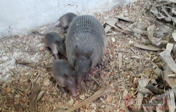 3 armadillos nacieron en cautiverio en zoocriadero de Corporinoquia