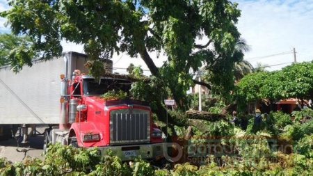 Centenario árbol fue derribado por una tractomula 