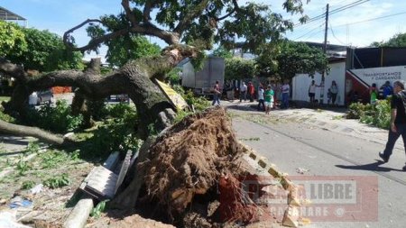 Centenario árbol fue derribado por una tractomula 