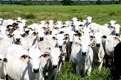 Seminario de fortalecimiento a la  cadena productiva del ganado de carne bovina 