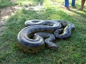 Anaconda de seis metros de longitud fue hallada en un parqueadero de Villavicencio 
