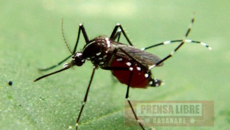Secretaría de Salud de Yopal alerta por eventual introducción de la enfermedad del Zika 