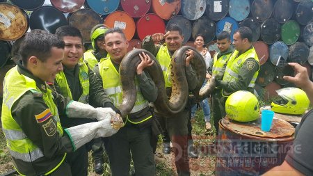 Anaconda de seis metros de longitud fue hallada en un parqueadero de Villavicencio 