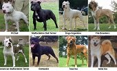 Este miércoles jornada de censo de perros de razas peligrosas en la Alcaldía de Yopal