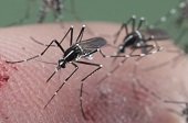 Por Zika se  declaró alerta epidemiológica en Casanare