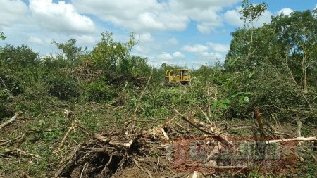 Policía Ambiental capturó presunto infractor que realizaba tala ilegal en ronda protectora del caño Curital