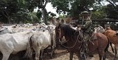 En Paz de Ariporo Ejército frustró el hurto de un lote de ganado
