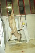 Expendedores de carne de Yopal se tomaron la planta sacrificio animal 