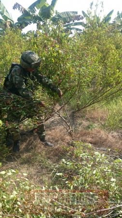 Ejército erradicó de forma manual 2.800 matas de coca en Arauca