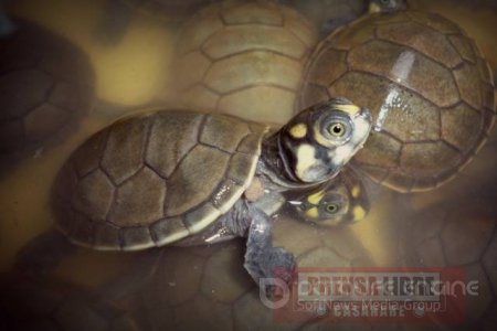 Programa de repoblación de tortugas charapa y terecay en Vichada