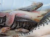 Verificar condiciones del pescado y no comprarlo si no cumple con las tallas mínimas, recomiendan autoridades