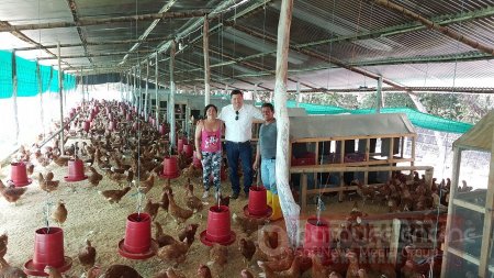 2000 gallinas fueron entregadas a víctimas de la violencia en Aguazul 