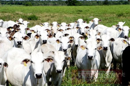Fedegán advierte retroceso en cifras de producción de carne y leche en 2015 