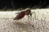 Casanare se acerca a los 2 mil casos de Zika este año