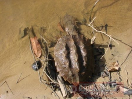 200 tortuguillas matamata serán liberadas hoy en el río Bita en Puerto Carreño