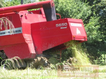 Importación de arroz afectaría a cultivadores de 20 departamentos