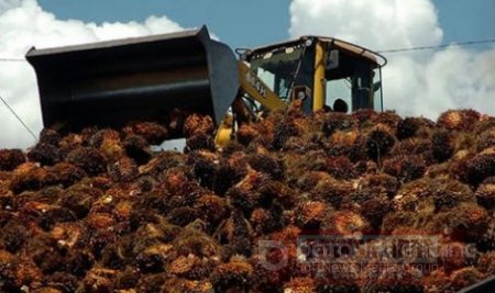 Autoridades verificarán antecedentes de trabajadores llegados a palmeras en municipios de Casanare