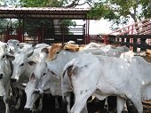 ICA mantendrá en consulta pública proyecto sobre autorización a predios productores de  animales con destino a consumo humano   