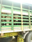 Ejército recuperó 27 cabezas de ganado en Arauca