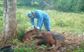 Muerte de 5 reses en Recetor prendió alerta por posible brote de rabia bovina en Casanare