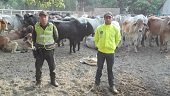 Proyecto de Ley busca aumentar las penas por abigeato y carneo en Colombia