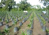 Problemas sociales por trabajadores que llegan a las palmeras al Sur de Casanare