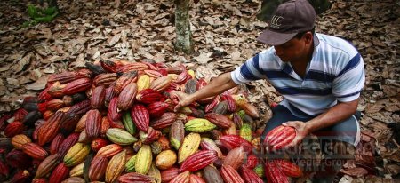 Minagricultura y Fedecacao se unen para fortalecer comercialización del grano 