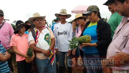 270 productores de piña recibieron capacitación de agrónomos costarricenses