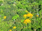 Corporinoquia implementará proyecto de gobernanza forestal 