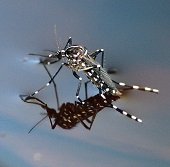 Investigan en Casanare nueva especie de zancudo transmisor de Dengue, Chikungunya y Zika 