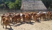 Contrato de mejoramiento genético de razas bovinas suscrito en 2014 apenas empieza a entregar resultados